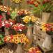 Ceramic Flowers